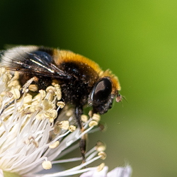Macro